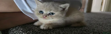 British Shorthair 4
