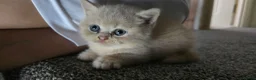 British Shorthair cats for sale: British short haired kittens  - Advert 39