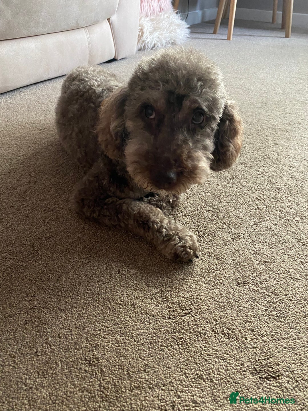 Miniature Poodle dogs for sale: Mini poodle male  - Advert 2
