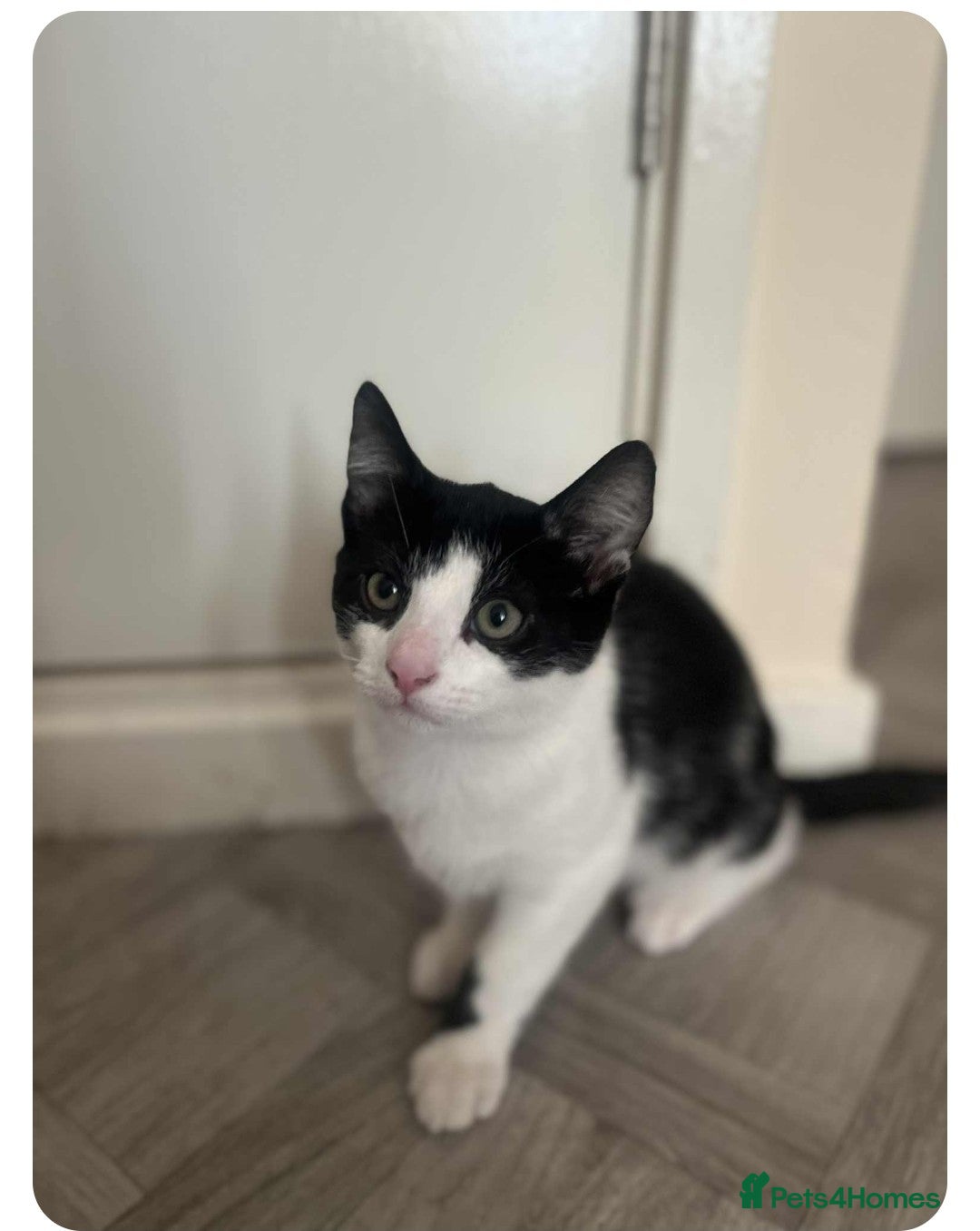 Mixed Breed cats for sale: 2 lovely kittens - Advert 5