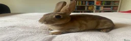 Rex rabbits for sale: Stunning Mini Rex Babies + Standard Rex Does in Spalding - Advert 3