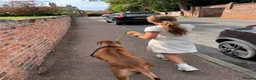 Rhodesian Ridgeback dogs for sale: European Champion Pedigree KC  in Retford - Advert 6