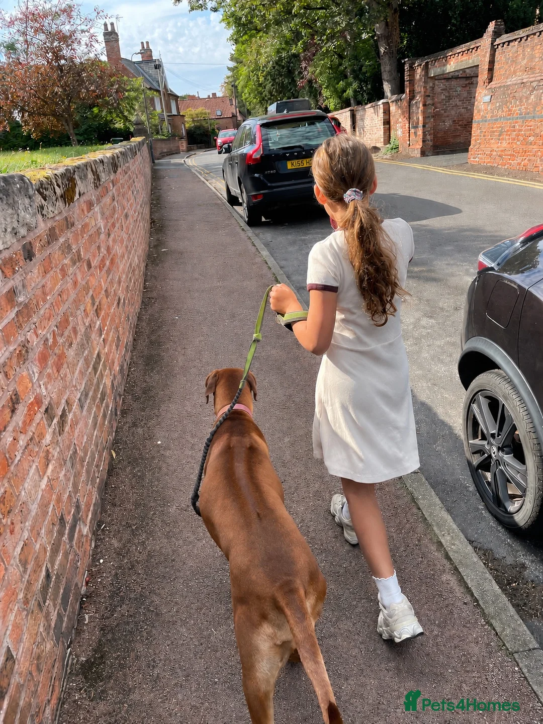 Rhodesian Ridgeback dogs for sale: European Champion Pedigree KC  in Retford - Advert 6