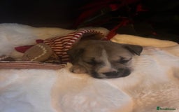 Mixed Breed dogs for sale: Bullimute - Advert 2