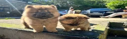 Chow Chow dogs for sale: Chow chow  - Advert 4