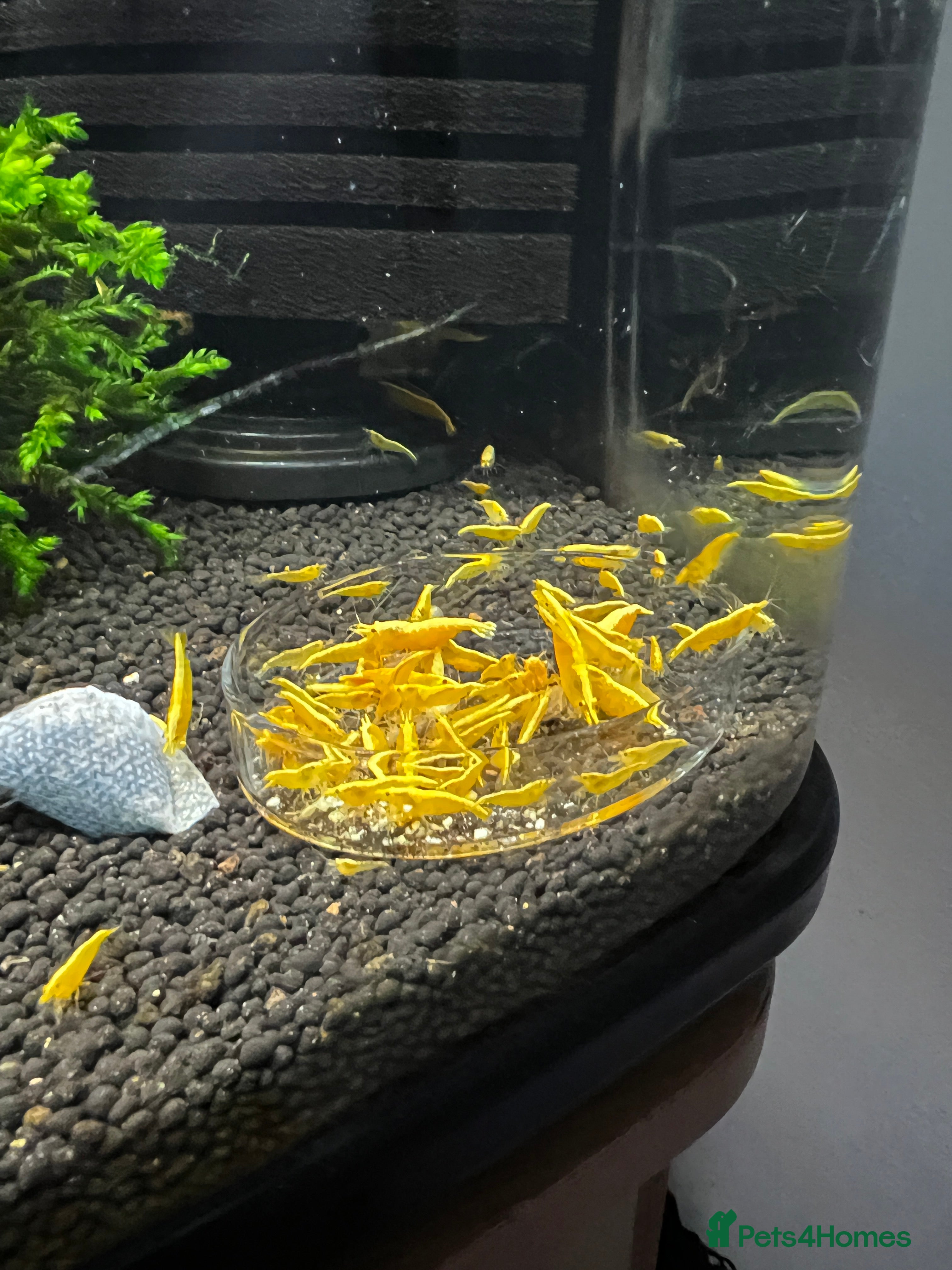 Shrimps fish Neocaridina Yellow in Peterborough - Advert 7