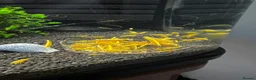 Shrimps fish for sale: Neocaridina Yellow in Peterborough - Advert 1