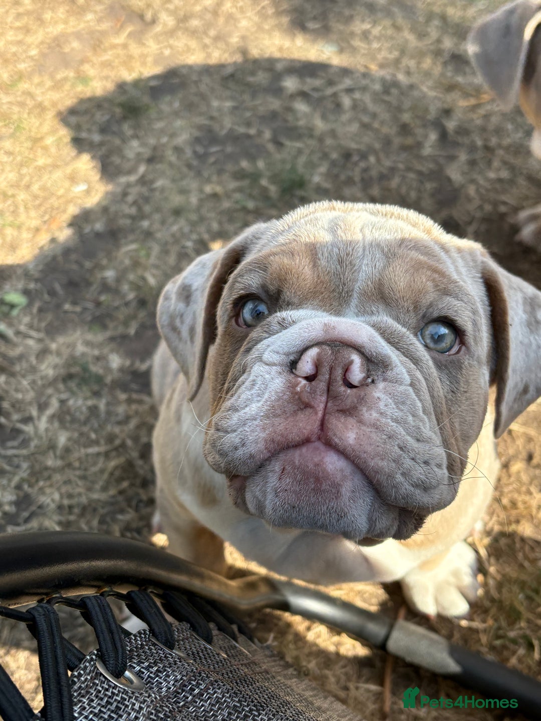 English Bulldog dogs for sale: English Bulldog pup C1 carries fluffy & curly coat - Image 7