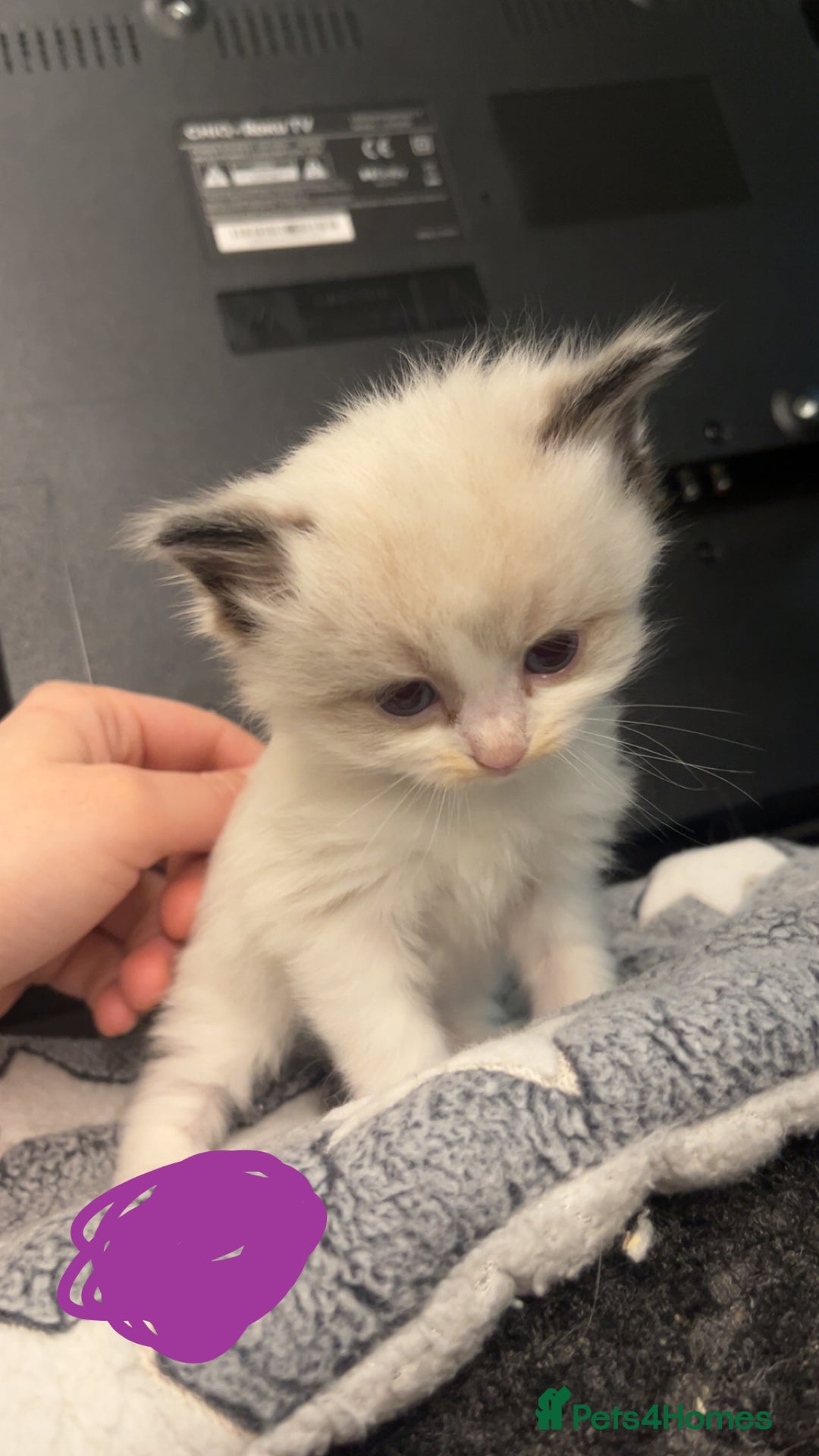 Ragdoll cats for sale: Beautiful Ragdoll kittens - Advert 12