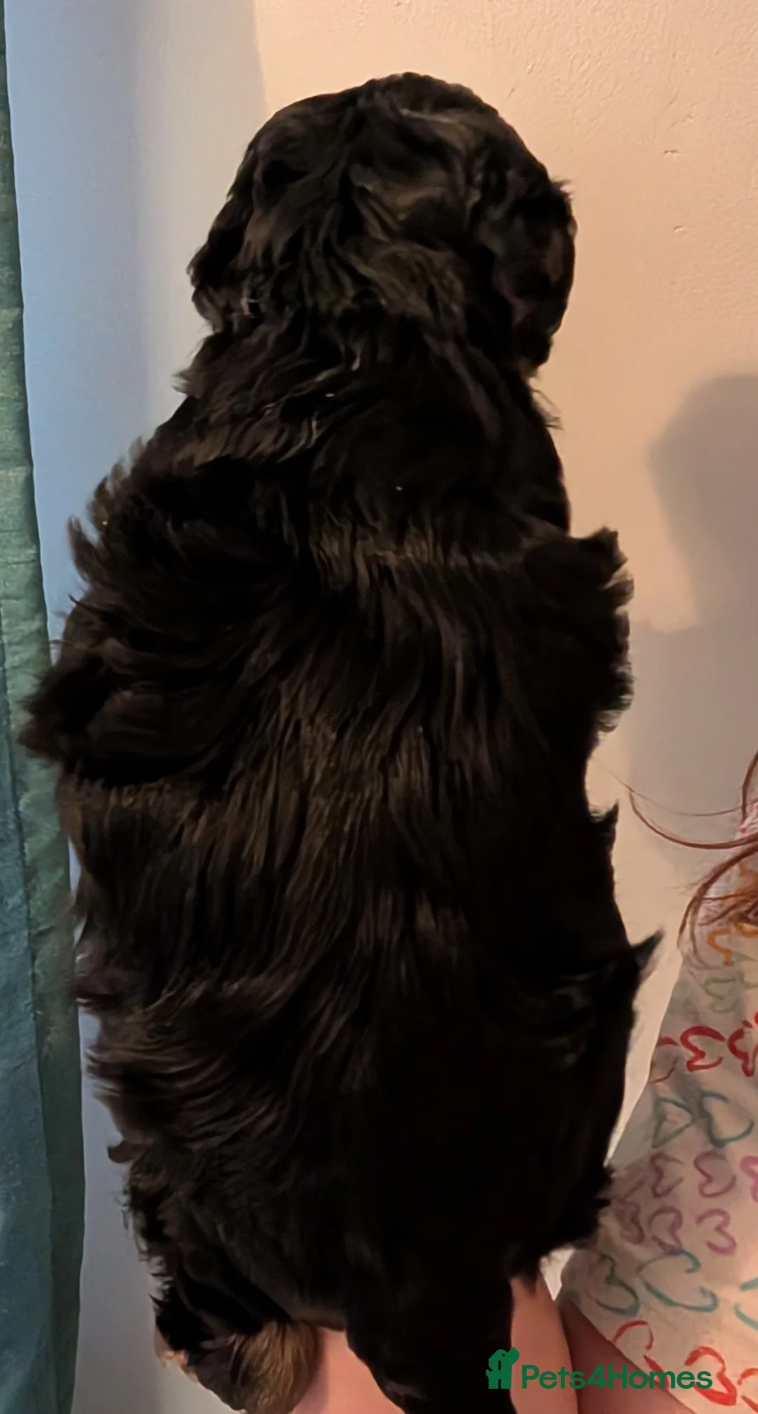 Cockapoo dogs for sale: F2b cockapoo pups Super Cute. Health test parents - Advert 17