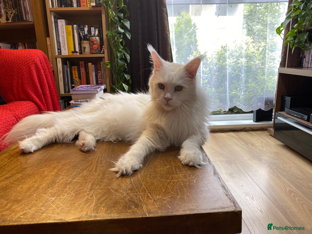 Maine Coon cats for sale: Beautiful White Maine Coon Male 6 Years Old £830  - Advert 10