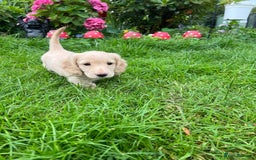 Dachshund dogs for sale: Kc.reg miniature dachshund puppies  - Image 2