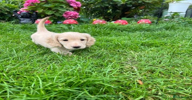 Dachshund dogs - Advert 11