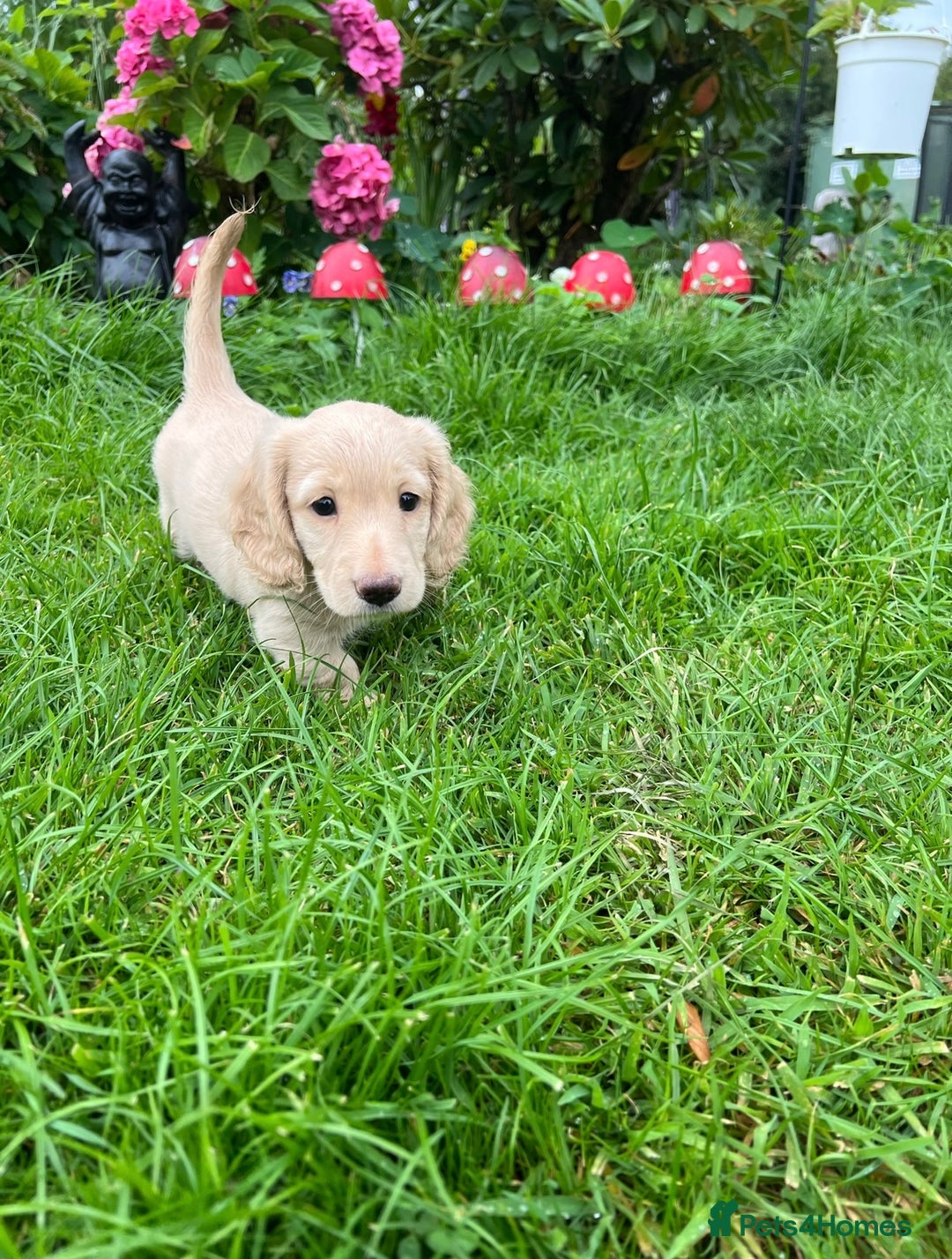 Dachshund dogs for sale: Kc.reg miniature dachshund puppies  - Image 2