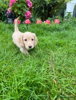 Dachshund dogs - Advert 8