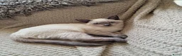 British Shorthair cats for sale: Beautiful colour point B-shorthair ready to lewve - Advert 15