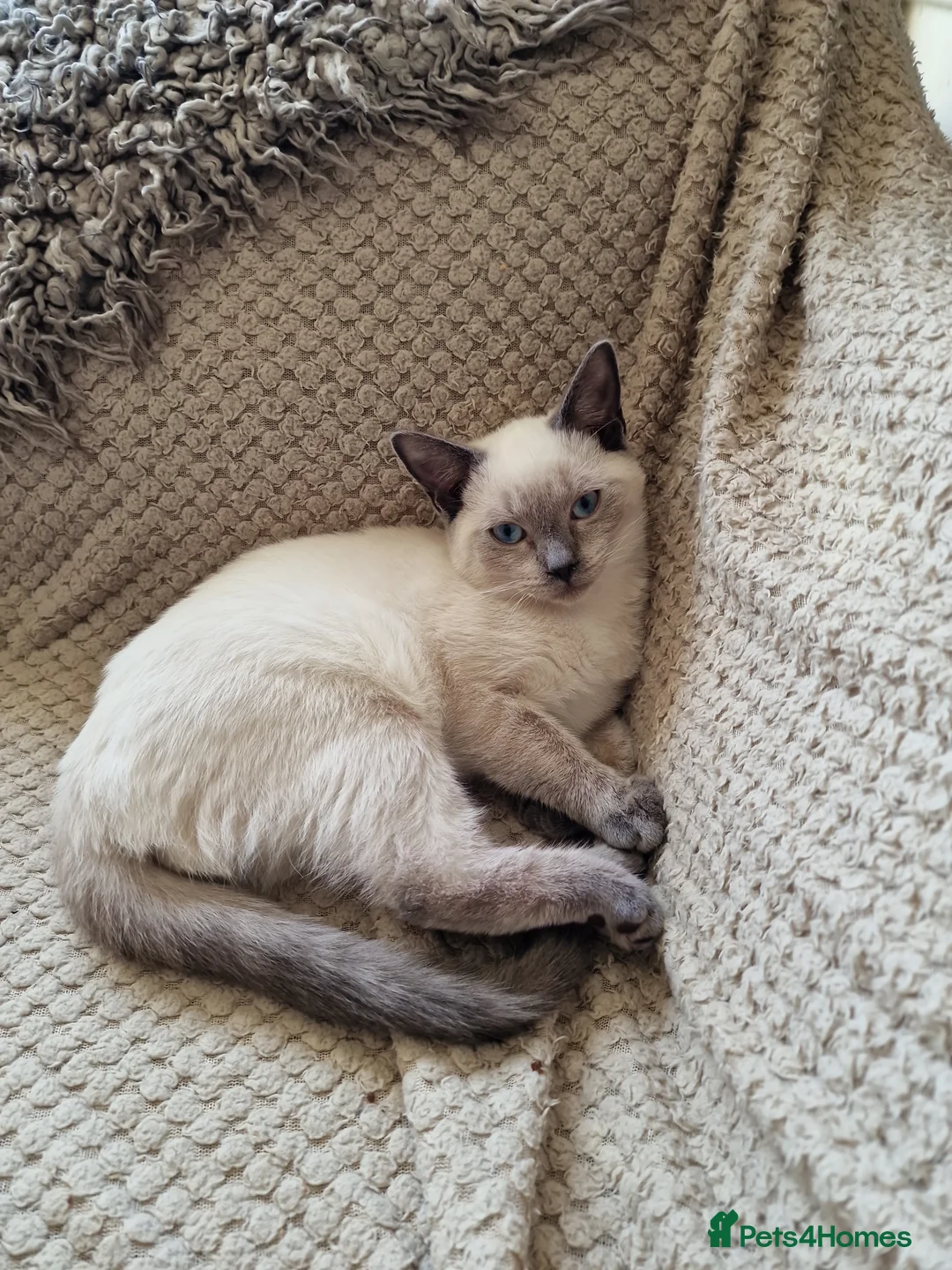 British Shorthair cats for sale: Beautiful colour point B-shorthair ready to lewve - Advert 15