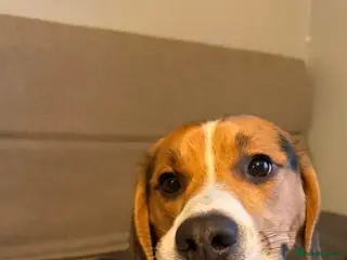 Beagle dogs Beagle - Advert 1