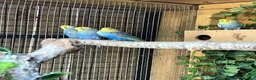 Budgerigars birds for sale: Adult violet rainbow budgies  - Advert 7