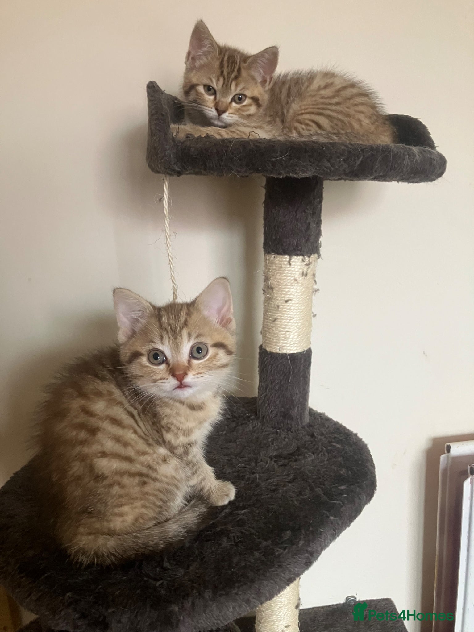 Scottish Fold cats Scottish straight 2 boys 1 girl  - Advert 2