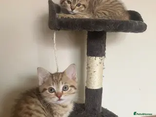 Scottish Fold cats Scottish straight 2 boys 1 girl - Advert 2