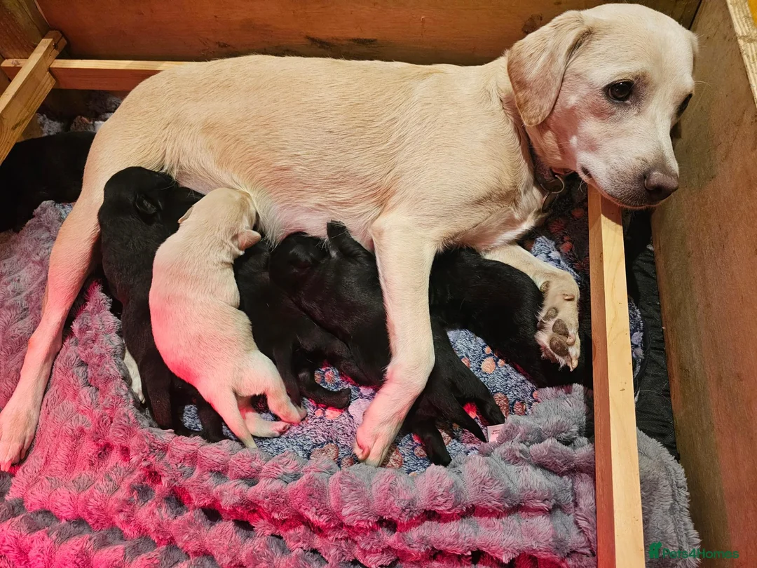 Labrador Retriever dogs for sale: Labrador Puppies - Advert 2
