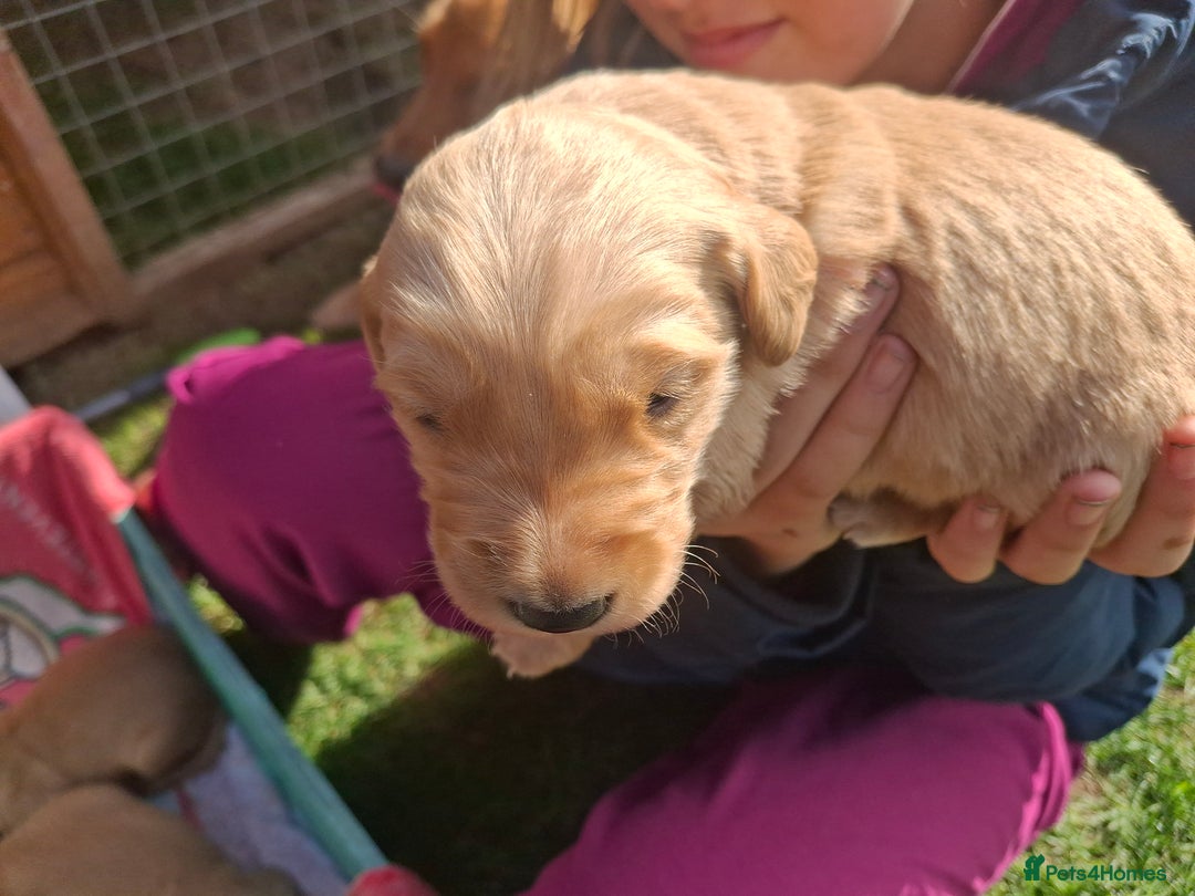 Golden Retriever dogs for sale: Working golden retriever puppies for sale  - Image 15