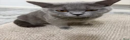 British Shorthair cats for sale: British short hair x domestic grey short hair  - Advert 14