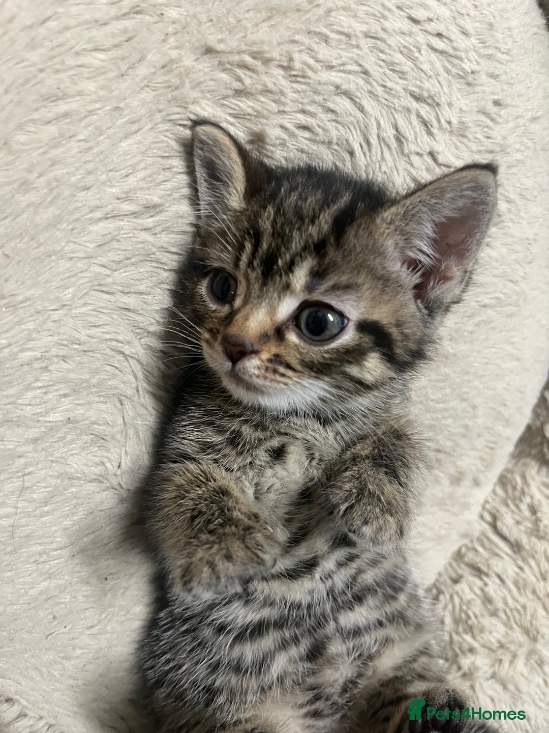 Mixed Breed cats for sale: 🐾 Beautiful 6week old mix tabby Kittens - Advert 2
