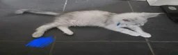 Maine Coon cats for sale: Ready Immediately. TICA 100% Maine Coon rare color - Advert 5