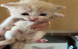 Ragdoll cats for sale: Ragdoll x tortoise shell kittens - Image 10