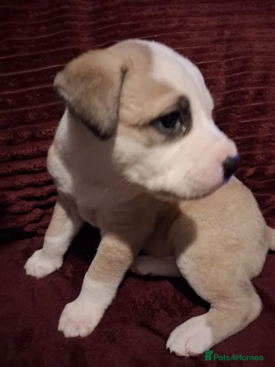 Mixed Breed dogs for sale: Akita x American staff puppies for sale  - Advert 6