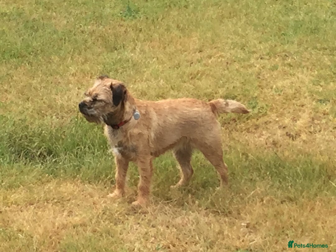 Border Terrier dogs for sale: Border Terrier bitch for sale - Image 4
