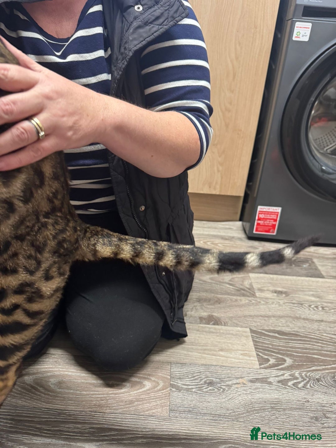 Bengal cats for sale: Beautiful boy bengal looking for new home - Advert 3