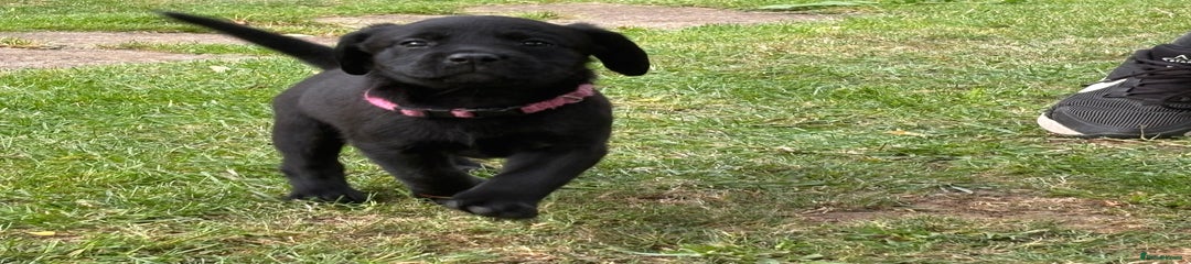 Labrador Retriever Puppy 5
