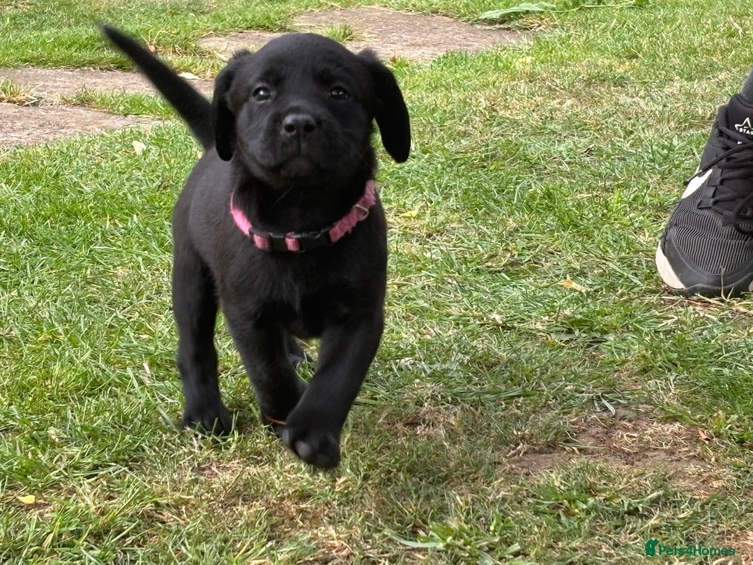 Labrador Retriever dogs for sale: KC reg Labrador puppies handled by children  - Image 11