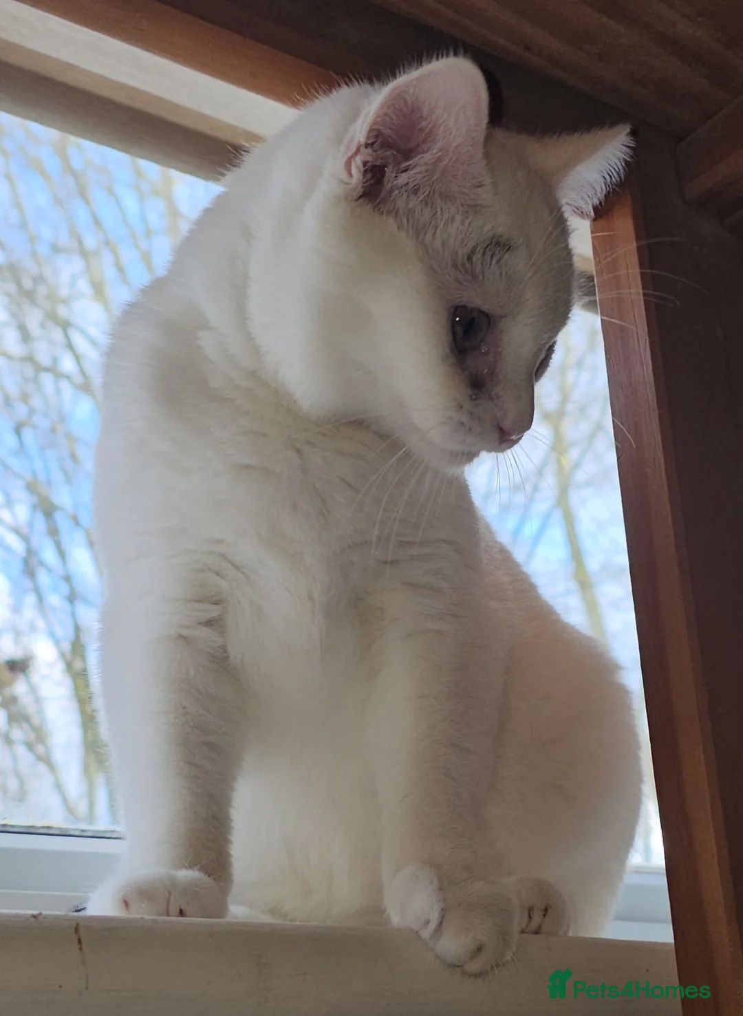 Mixed Breed cats for adoption: Special Nova needs a special indoor home - Advert 10