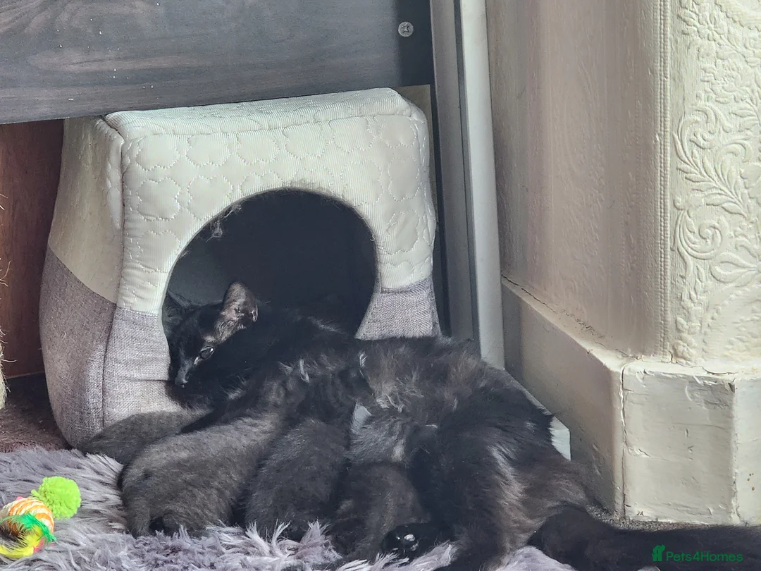 Mixed Breed cats for sale: Come for your best friend! in Croydon - Advert 8