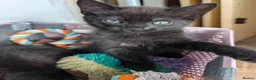 Mixed Breed cats for sale: 4 kittens for sale, ready to go - Advert 5