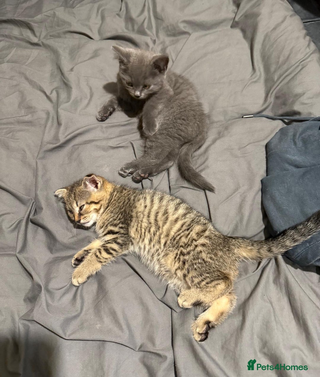 British Shorthair cats for sale: British short hair  - Image 1