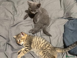 British Shorthair cats - Advert 30