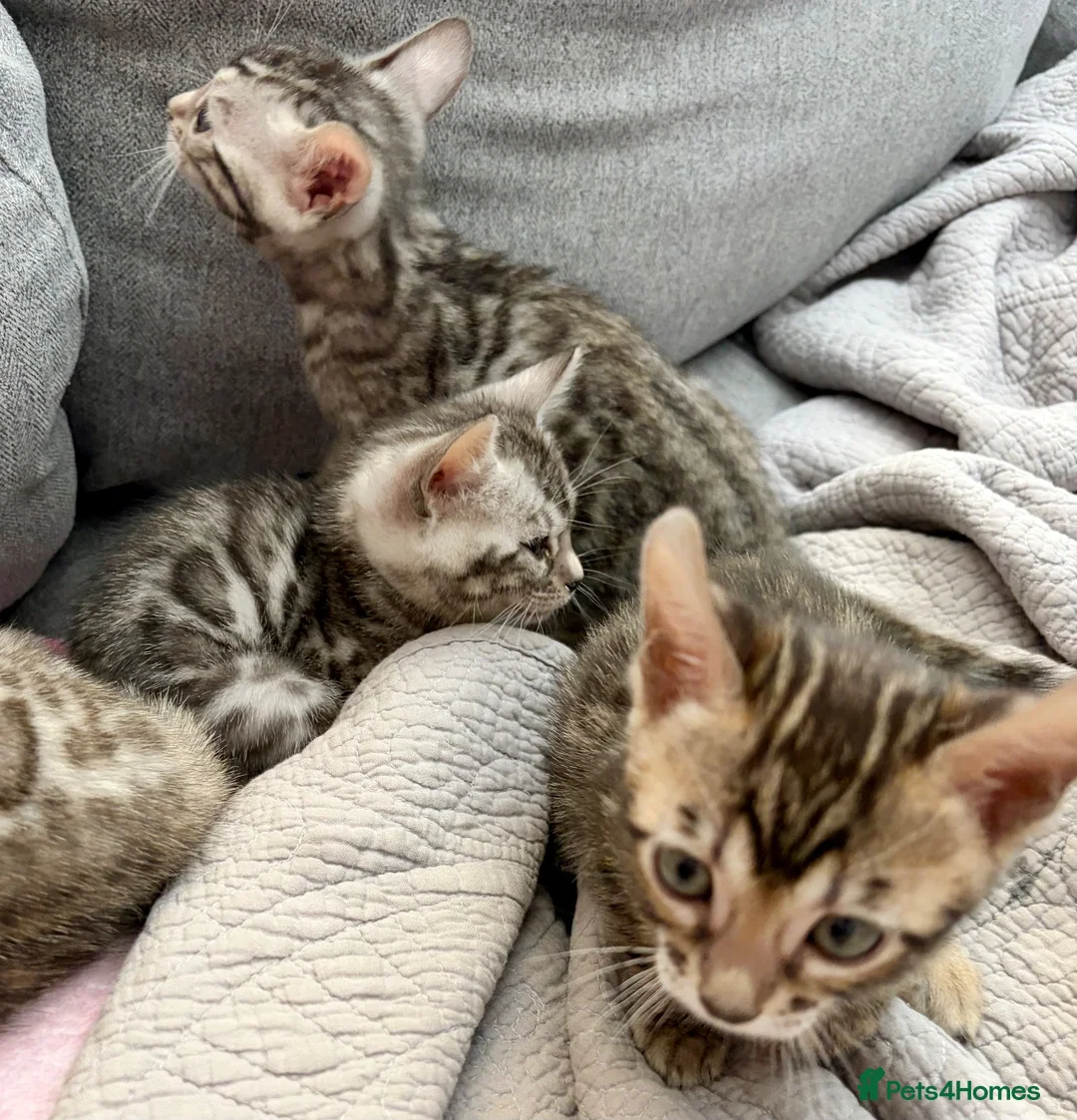 Bengal cats for sale: 4 gorgeous female Bengal kittens ready to reserve - Advert 2