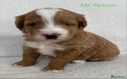 Australian Labradoodle dogs for sale: Australian Labradoodle Pups  - Image 7