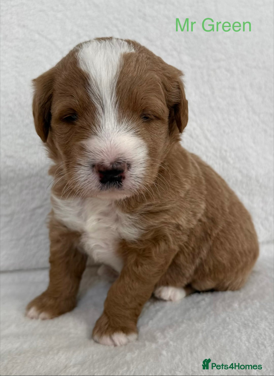 Australian Labradoodle dogs for sale: Australian Labradoodle Pups  - Image 7