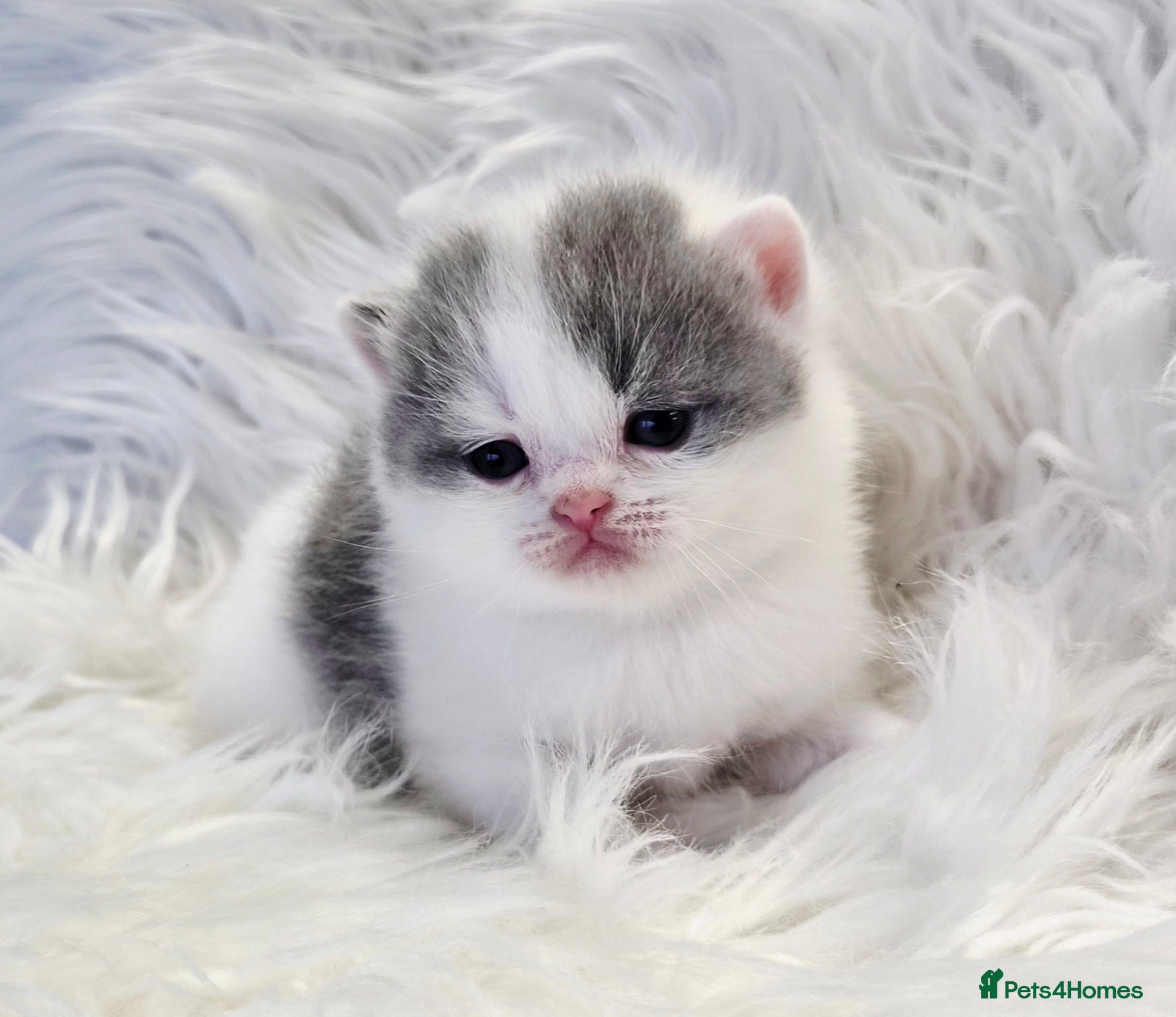 British Shorthair cats Stunning British shorthair kittens  - Advert 6