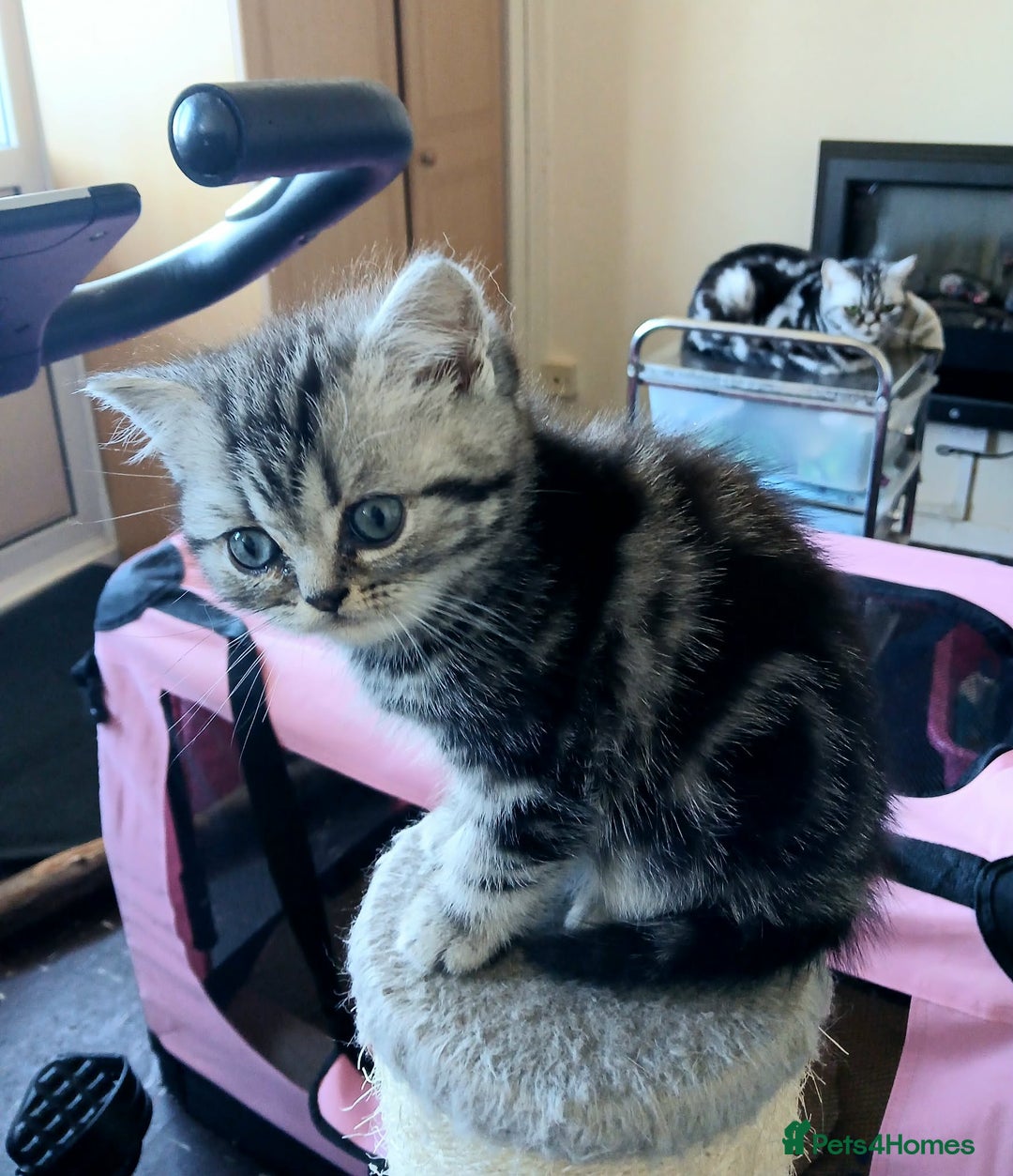 British Shorthair cats for sale: BshTabby kittens.GCCF.Available on 15.February . - Advert 7