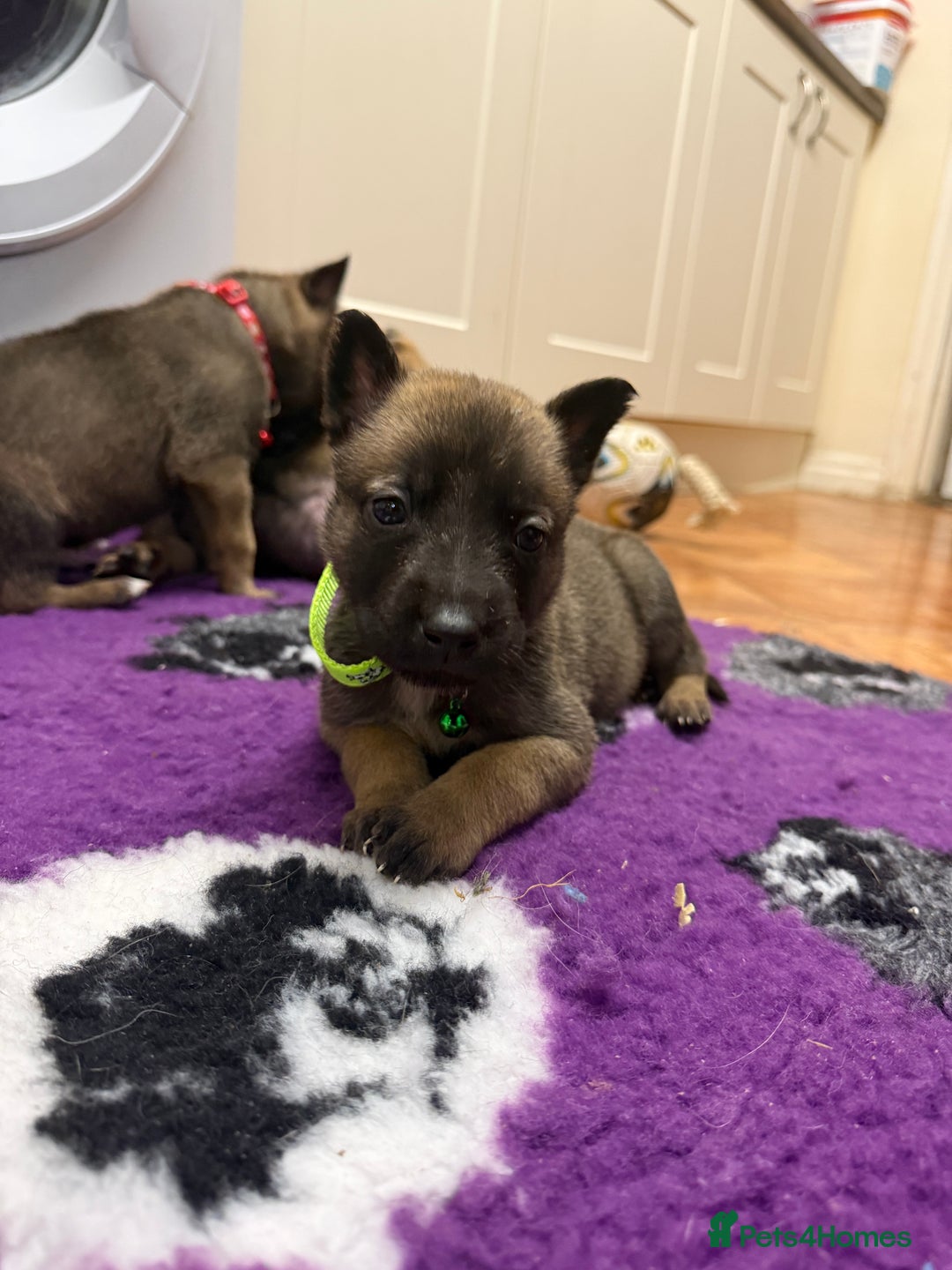 Belgian Shepherd Dog dogs for sale: KC Registered & Health Tested Belgian Malinois - Advert 18