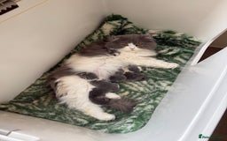 British Longhair cats for sale: Beautiful British longhair and shorthair kittens  - Image 5