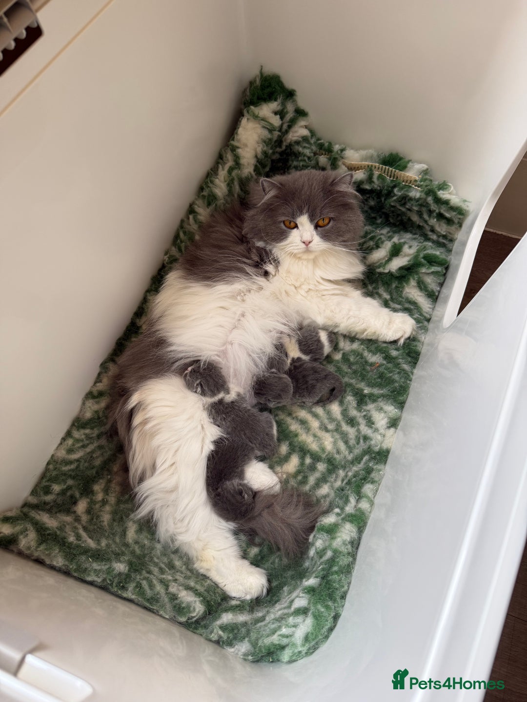 British Longhair cats for sale: Beautiful British longhair and shorthair kittens  - Image 5