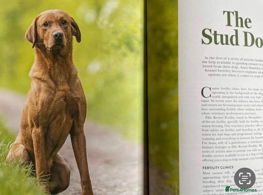 Labrador Retriever dogs for sale: Labrador Retriever Puppies - Raised in Family Home - Advert 24